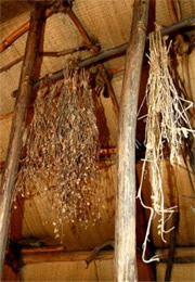 plants drying in a native american longhouse
