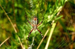 Argiope Spider