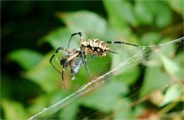 Argiope Spider with Prey