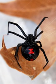 Latrodectus mactans  - Southern Black Widow Spider