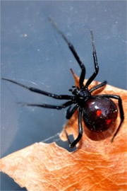 Latrodectus mactans  - Southern Black Widow Spider