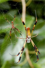 Nephila clavipes - Golden Silk Spider