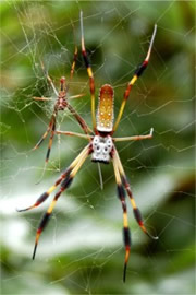 Nephila clavipes - Golden Silk Spider