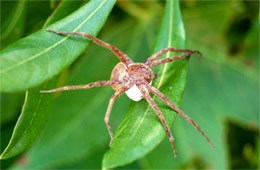 Spider with Egg Case