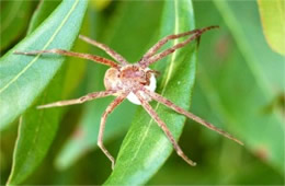 Spider with Egg Case