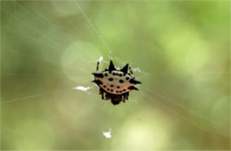Spiney Orbweaver Spider