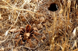 Aphonopelma chalcodesra - Arizona Blond Tarantula