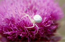 Thomisidae - White Crab Spider