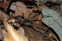 Lycosidae - Wolf Spider