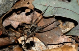 Lycosidae - Wolf Spider