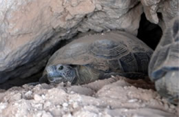 Gopherus agassizii - Desert Tortoise