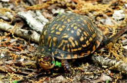Terrapene carolina - Eastern Box Turtle