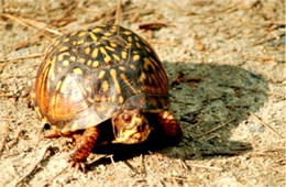Terrapene carolina - Eastern Box Turtle