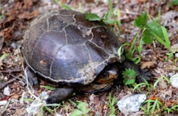 Kinosternon subrubrum - Eastern Mud Turtle