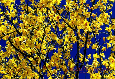 Blue Palo Verde Flowers Desktop