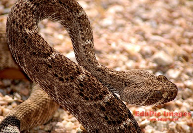 Western Diamondback Rattlesnake Desktop Image