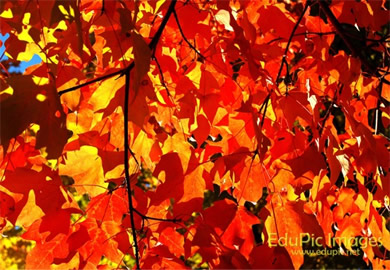Fall Colors Desktop Image