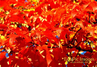 Fall Colors Desktop