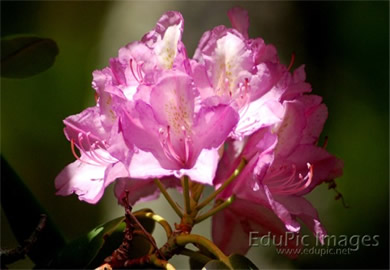 Rhododendron Desktop Image