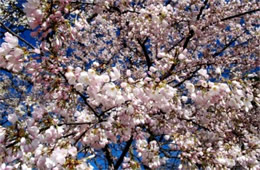 Cherry Blossoms on Yoshino Cherry Trees in Washington DC