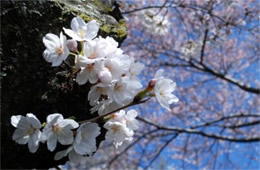 Cherry Blossoms on Yoshino Cherry Trees in Washington DC
