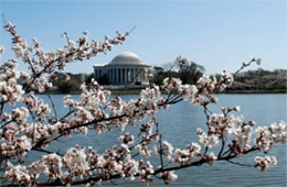 Jefferson Memorial with Cherry Blossoms