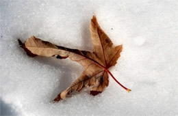 Leaf in the Snow