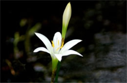 Zephyranthes atamasco - Atamasco Lily
