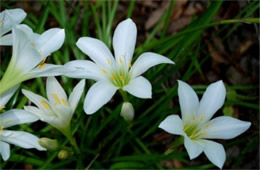 Zephyranthes atamasco - Atamasco Lily