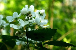 Rubus sp. - Blackberry