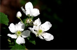 Rubus - Blackberry