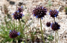 Salvia columbariae - Chia