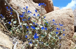Phacelia campanularia - Desert Bluebell