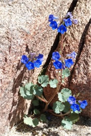 Phacelia campanularia - Desert Bluebell