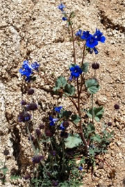 Salvia columbariae and Phacelia campanularia - Chia and Desert Bluebell
