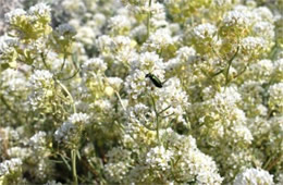 Lepidium fremontii - Desert Pepperweed