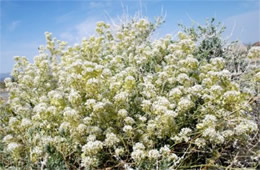 Lepidium fremontii - Desert Pepperweed
