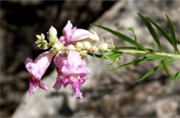 Chilopsis linearis - Desert Willow Flower
