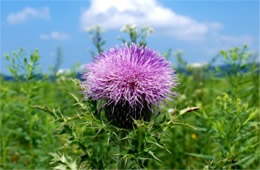 Cirsium discolor - Field Thistle