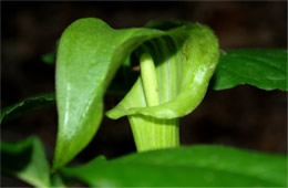 Arisaema triphyllum - Jack-in-the-Pulpit