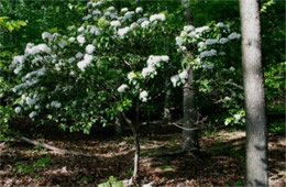 Kalmia latifolia - Mountain Laurel