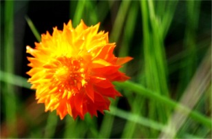 Polygala lutea - Orange Milkwort