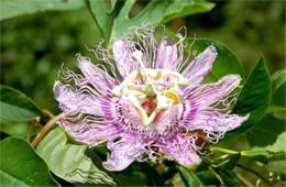 Passiflora incarnata - Passion Flower Vine