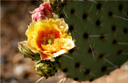 Opuntia - Prickly Pear Cactus Flower
