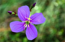 Rhexia alifanus - Savannah Meadow Beauty