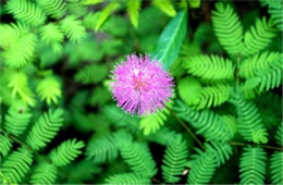 Mimosa strigillosa - Sensitive Plant