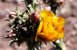 Opuntia versicolor - Staghorn Cactus Flower