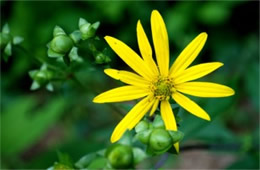 Helianthus decapetalus - Thin-leaved Sunflower