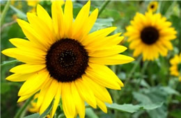 Alabama Sunflower