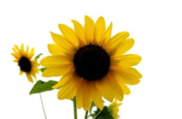Alabama Sunflower